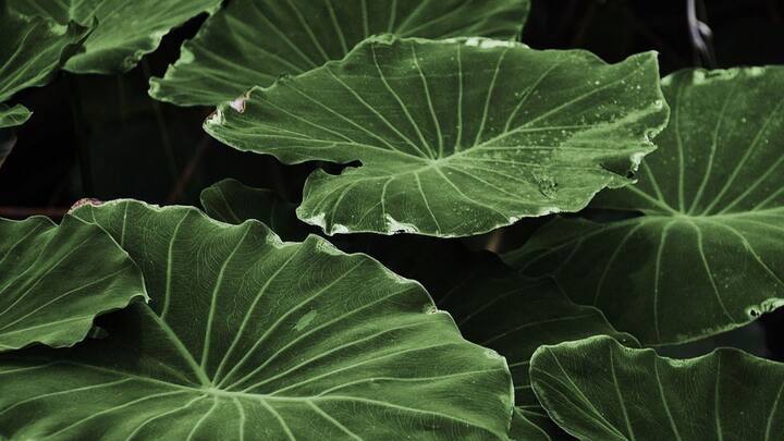 মানুষের মতো মনের কথা ভাষায় প্রকাশ করতে পারে না গাছেরা। কথোপকথনের মাধ্যম হিসেবে বেছে নেয় নিজের অঙ্গকেই। পাতার রং দেখে গাছের স্বাস্থ্যের অবস্থা বোঝা সম্ভব। ছবি: পিক্সাবে।