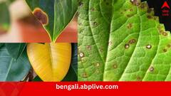 Tree Health: জানান দেয় নিজে থেকেই, পাতা দেখেই চিনুন গাছের অসুখ