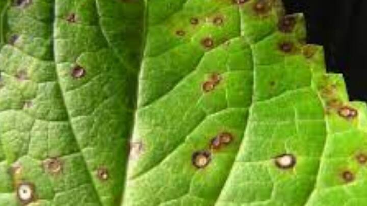 পাতার উপর যদি দাগ দেখা দেয়, তা ফাঙ্গাল ইনফেকশন অথবা ব্যাকটিরিয়ার আক্রমণের বার্তা বহন করে। এক্ষেত্রে নিয়মিত নজরদারি প্রয়োজন। গাছের চিকিৎসা নিয়ে আরও সচেতন হতে হবে। ছবি: পিক্সাবে।