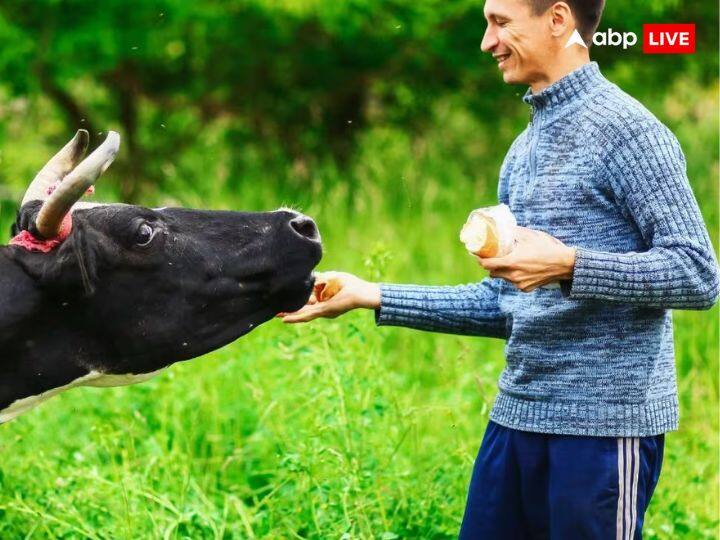 astrology importance and benefits of feeding cow offer first roti of