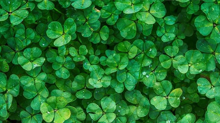 তাই গাছের রোগভোগ মানুষের জন্যও চিন্তার বিষয়। সময়ে সমস্যা বোঝা গেলে, সুস্থ করে তোলা যেতে পারে গাছকেও। কোথায় বিপদ, বোঝা যেতে পারে তা-ও। ছবি: পিক্সাবে।