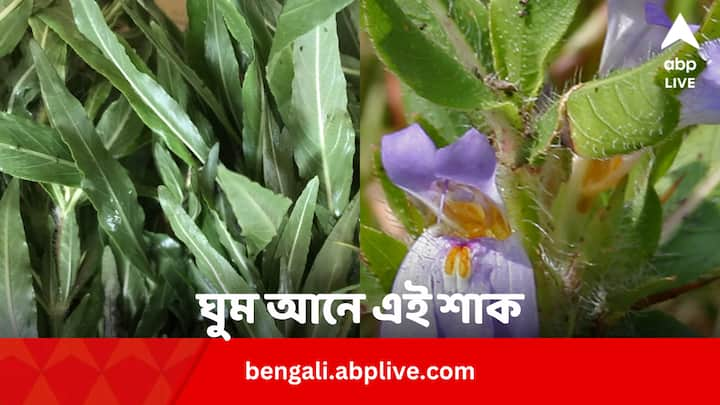 Kulekhara Health Benefits: রাতে শান্তির ঘুম আনে এই শাক। স্ট্রেস কমাতেও দারুণ উপকারী এই শাক।