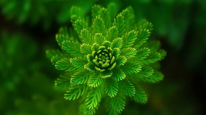 গাছের পাতার রং যদি উজ্জ্বল সবুজ হয়, বুঝতে হবে গাছটি সম্পূর্ণ সুস্থ।যত গাঢ় হবে পাতার রং, তার অর্থ ক্লোরোফিল জোর গতিতে সালোকসংশ্লেষ চালিয়ে যাচ্ছে। ফুল, ফল ধারণের পাশাপাশি পরিবেশের ভারসাম্য বজায় রাখছে গাছটি। ছবি: পিক্সাবে।