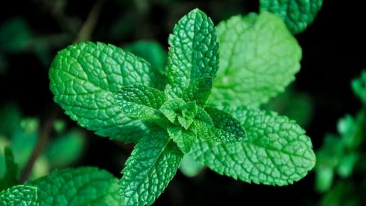 Mint Leaves Benefits : ஆண்டி ஆக்ஸிடெண்டுகள் நிறைந்த புதினா இலைகளை தினமும் சாப்பிடுவதால் என்னென்ன நன்மைகள் கிடைக்கும் என்பதை இங்கே பார்க்கலாம்.