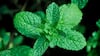 Mint Leaves Benefits : வெயில் காலத்தில் தினமும் நீங்கள் ஏன் புதினா இலைகள் சாப்பிட வேண்டும் தெரியுமா?