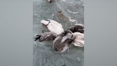 China Temperature Fall : ৬৪ বছরে রেকর্ড পারদপতন চিনে, রাতারাতি নদী জমে বরফ, সারে সারে মরল মাছ-পাখি