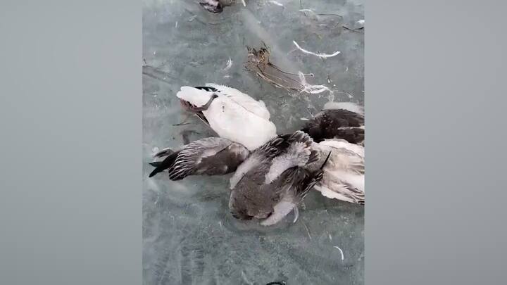 এই তাপমাত্রা পতন এতটাই দ্রুত হয়েছে যে, নদী বরফ হয়ে গিয়েছ আর তাতেই জলে ভেসে বেড়ায়, এমন পাখিরা আটকে গিয়ে মারা গিয়েছে। উড়ে যাওয়ার সময়ও পায়নি।