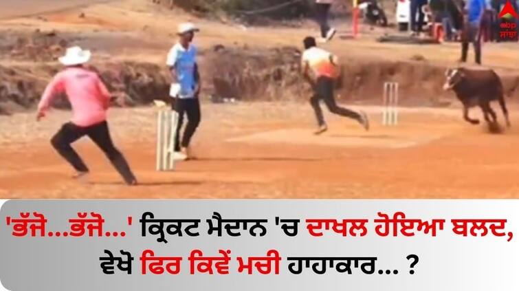 Bull on the pitch Unexpected guest at cricket game Watch viral video here Watch: 'ਭੱਜੋ...ਭੱਜੋ...' ਕ੍ਰਿਕਟ ਮੈਦਾਨ 'ਚ ਦਾਖਲ ਹੋਇਆ ਬਲਦ, ਬੱਲੇਬਾਜ਼ ਤੋਂ ਲੈ ਕੇ ਅੰਪਾਇਰ ਤੱਕ ਸਭ ਦੇ ਛੁਡਵਾਏ ਪਸੀਨੇ; ਵੇਖੋ ਕਿਵੇਂ ਮਚੀ ਹਾਹਾਕਾਰ