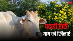 Astrology: किस्मत के ताले खोलने हैं तो रोज की पहली रोटी गाय को खिलाएं, पढ़ें इसके अनंत फायदे