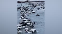 China Temperature Fall : ৬৪ বছরে রেকর্ড পারদপতন চিনে, রাতারাতি নদী জমে বরফ, সারে সারে মরল মাছ-পাখি