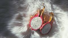 Dragon Fruit: घर में भी बेहद आसानी से उगा सकते हैं ड्रैगन फ्रूट, बचत में हो जाएगा बंपर इजाफा