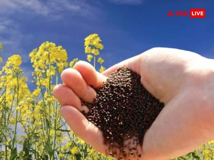 सरसों: दूसरे की हथेली में सरसों देने से भी बचें. इसके पीछे ऐसी मान्यता है कि किसी दूसरे के हाथ में सरसों देने से मां लक्ष्मी नाराज होकर चली जाती है और धन-संबंधी परेशानियों का सामना करना पड़ता है.