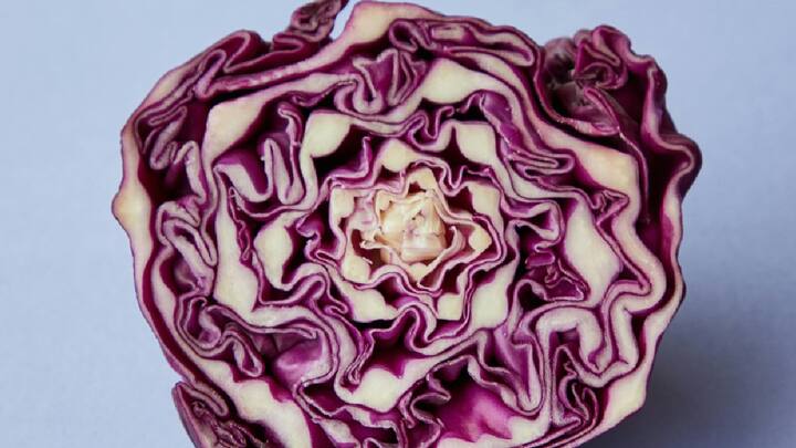 Purple Cabbage  : तुम्ही हिरवी कोबी खाल्ली असेल पण जांभळा कोबी जास्त फायदेशीर आहे. त्यात आवश्यक जीवनसत्त्वे, खनिजे आणि अँटीऑक्सिडंट्स मुबलक प्रमाणात आढळतात.