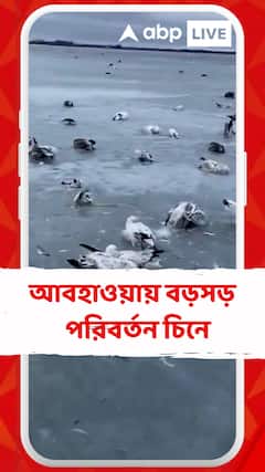আবহাওয়ায় বড়সড় পরিবর্তন চিনে, নদী হয়ে গিয়েছে বরফ, মারা গিয়েছে বহু পাখি মাছ