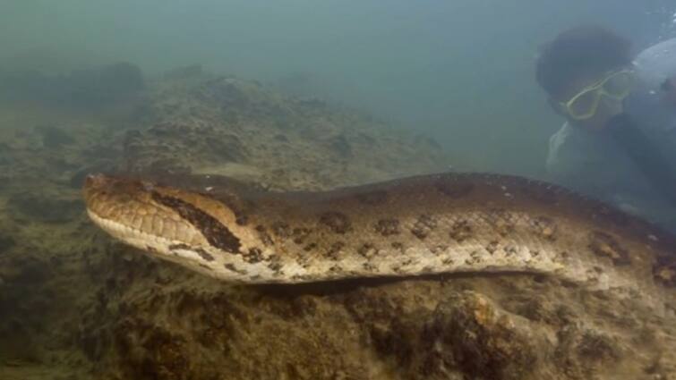 world's largest snake its mouth is equal to a human head दुनिया का सबसे बड़ा सांप, इंसान के सिर के बराबर है उसका मुंह