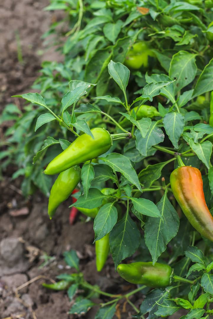 वहीं हमारे देश भारत में तो तीखा खाना पसंद करने वाले लोगों की कमी नहीं है. उन लोगों की पहली पसंद ही चटपटा खाना होता है, लेकिन क्या आप जानते हैं कि पूरे देश में हरी मिर्च का सबसे ज्यादा उत्पादन कहां होता है.