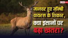 दुनिया में 'जॉम्बी बीमारी' ने दी दस्तक, इंसान भी हो सकते हैं संक्रमित... ये जानवर होने लगे बीमार