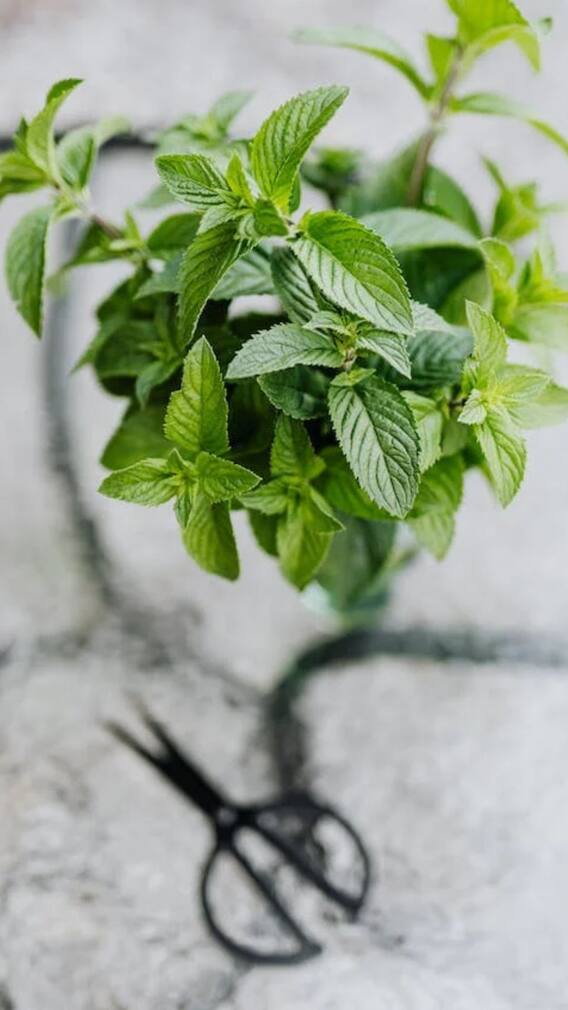 வெயில் காலத்தில் உடலை காக்கும் புதினா..எப்படி தெரியுமா?