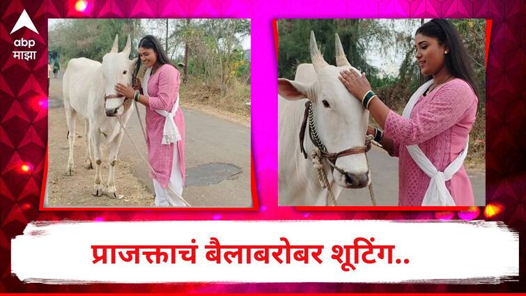 Tuja Maja Sapan Marathi Serial Latest Update Prajakta shoot with a bull The courage of the actress is appreciated by the serial lovers Know Entertainment Television Latest Update Tuja Maja Sapan : प्राजक्ताने चक्क बैलाबरोबर केलं शूटिंग; अभिनेत्रीच्या धाडसाचं मालिकाप्रेमींकडून होतंय कौतुक