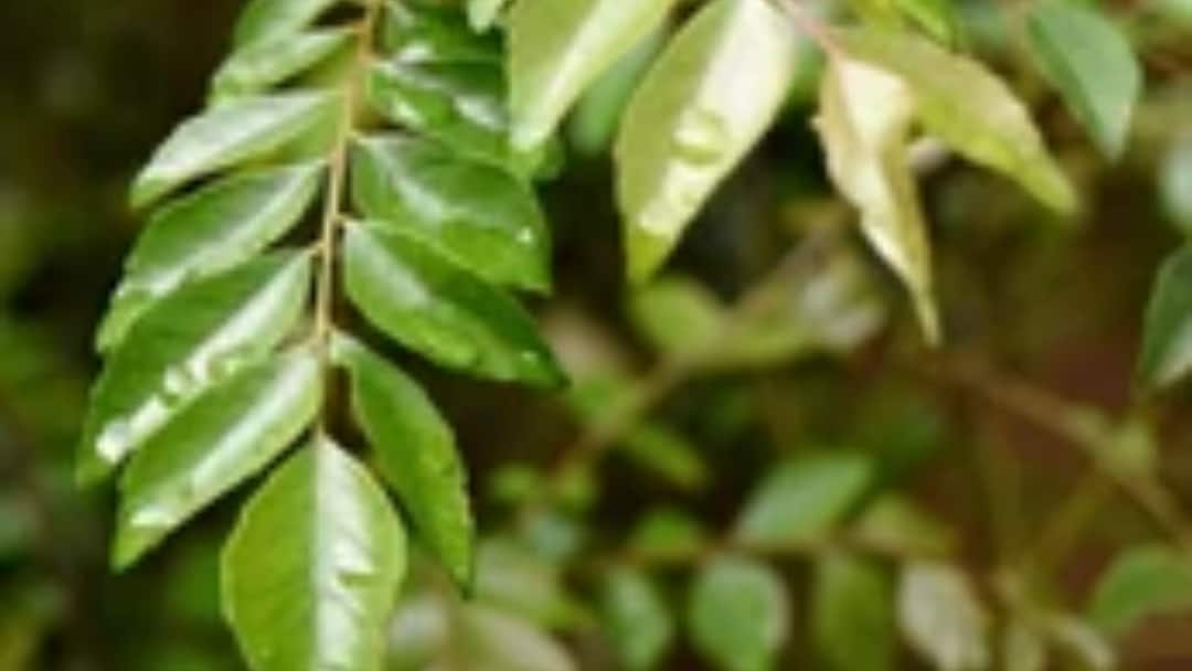 सुबह उठकर सबसे पहले पिएं करी पत्ते का पानी, मिलेंगे ये अद्भुत फायदे health benefits of curry leaves water सुबह उठकर सबसे पहले पिएं करी पत्ते का पानी, मिलेंगे ये अद्भुत फायदे