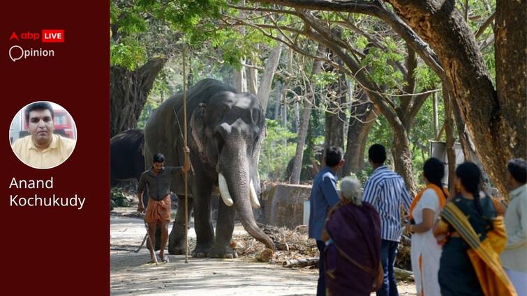 wayanad elephant Kerala Man-Animal Conflict Paying The Human Cost Of Conserving Wildlife abpp Kerala Man-Animal Conflict: How Wayanad Is Paying The Human Cost Of Conserving Wildlife