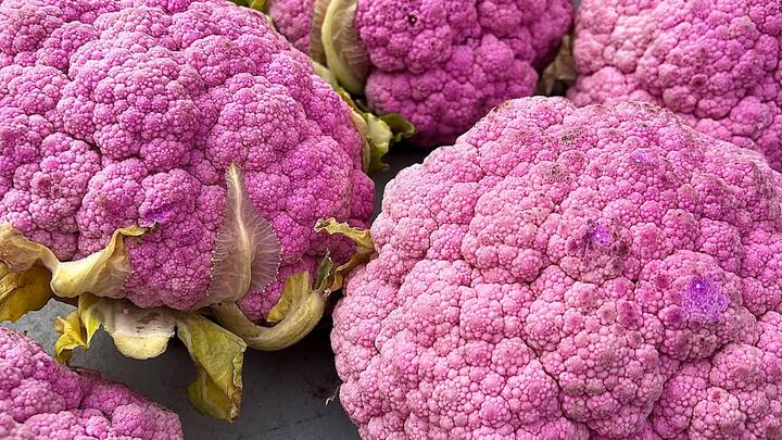 Colorful Cabbage Farming: किसान भाई रंग-बिरंगी गोभी उगाकर मालामाल हो सकते हैं. इन गोभियों की रेस्टुरेन्ट्स में काफी ज्यादा डिमांड रहती है.