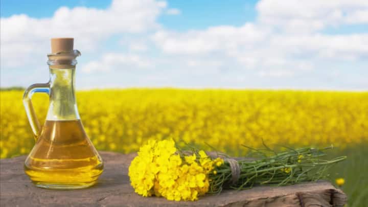 Mustard Oil: भारत के कई हिस्सों में खाने में सरसो के तेल का इस्तेमाल किया जाता है. वहीं बात अचार की हो तो सिर्फ सरसों के तेल का ही इस्तेमाल किया जाता है.