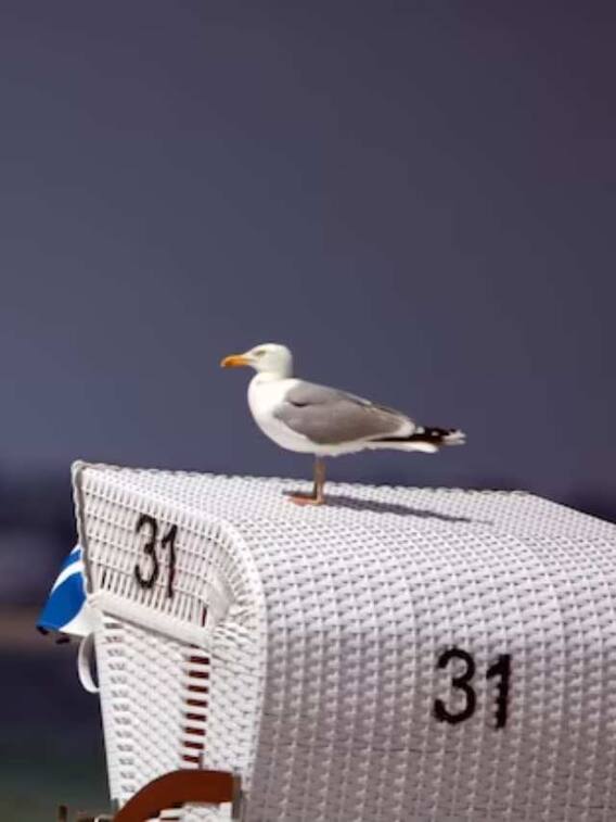 ਚਿੱਠੀ ਭੇਜਣ ਲਈ ਕਬੂਤਰ ਨੂੰ ਹੀ ਕਿਉਂ ਚੁਣਿਆ ਗਿਆ?