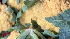 किसान भाई करें रंग-बिरंगी गोभी की खेती, होगा तगड़ा मुनाफा