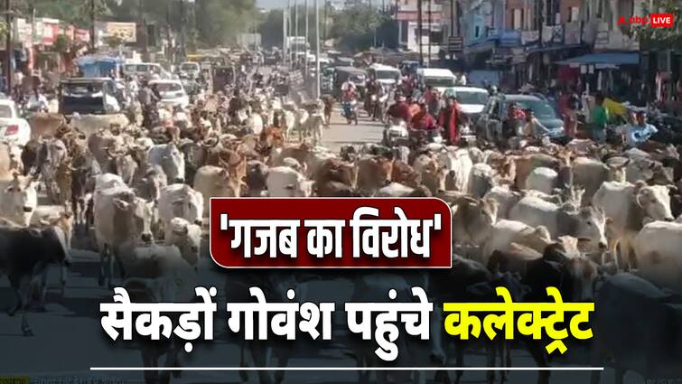 Sidhi cattle protest MP villagers with hundreds of gowansh reach collectorate demands security ann WATCH: सैकड़ों गोवंश लेकर कलेक्ट्रेट पहुंचे लोग, नजारा देख सब रह गए हैरान