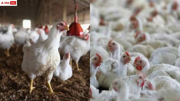 bird flu effect on poultry industry in chittor and nellore districts Bird Flu Effect: బర్డ్ ఫ్లూ ఎఫెక్ట్ - ఈ జిల్లాల్లో తీవ్ర సంక్షోభంలో పౌల్ట్రీ పరిశ్రమ