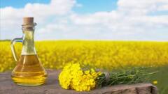 Mustard Oil: અમેરિકામાં સરસવના તેલની ખરીદી પર કેમ મૂકાયો પ્રતિબંધ, જાણો કારણો, કેમ છે નુકસાનકારક