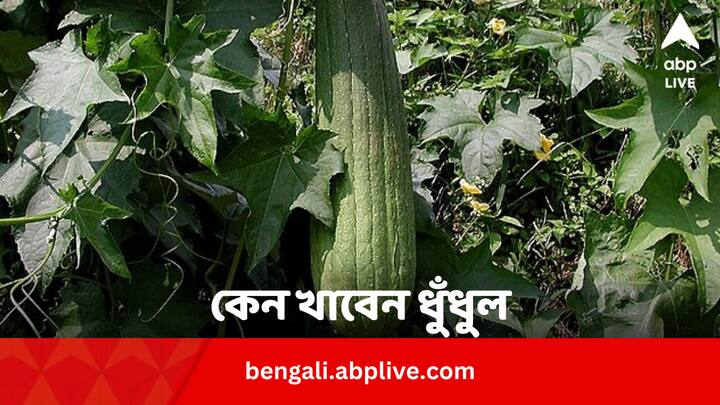 Sponge Gourd Health Benefits: আর্থ্রাইটিস থেকে সুগার, বেশ কিছু রোগ কমাতে এই বিশেষ সবজি দারুণ কাজ করে।