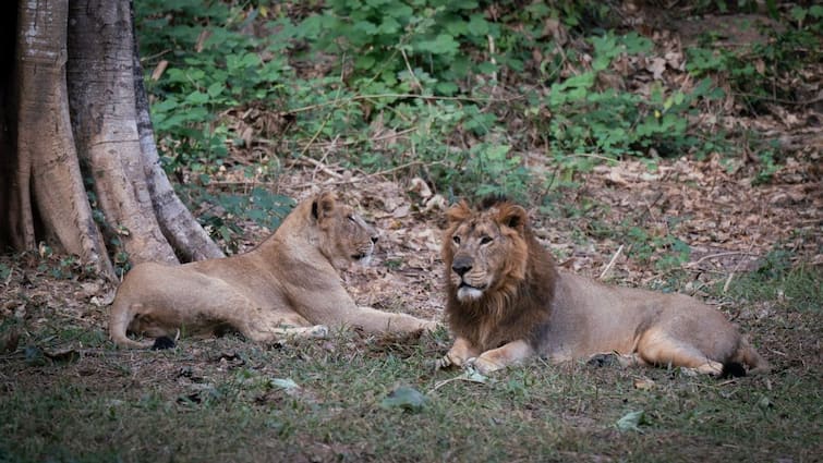 Lion Sita Akbar Named By Tripura West Bengal Tells Calcutta HC PIL 'Lion Pair Sita & Akbar Were Named By Tripura', Bengal Tells Court, HC Rules Plea Of 'Public Interest'