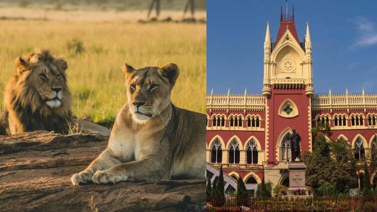 Why name lions Akbar Sita High Court asks Bengal to rename big lions 