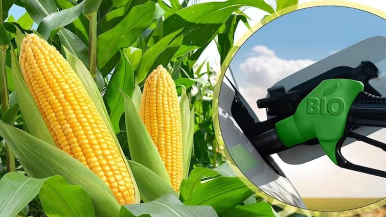 Production of ethanol will be done from Maize the decision of the government दिलासादायक! मका उत्पादक शेतकऱ्यांसाठी मोठी बातमी, इथेनॉल निर्मितीसाठी मकेची होणार खरेदी; पण दर किती?