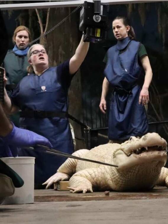 मगरमच्छ के पेट से निकली ये कीमती चीजें