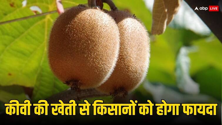 Kiwi Cultivation Farmers Becomes Richer By Cultivating It Know Full Details In Hindi कीवी की खेती कर किसान भाई हो सकते हैं मालामाल, इन बातों का रखना होगा खास ध्यान