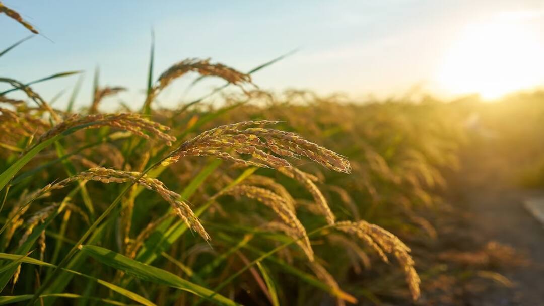 इस देश के किसान सबसे खुशहाल, जानिए किस नंबर पर है भारत Farmers of this country are the happiest know at which number India is इस देश के किसान सबसे खुशहाल, जानिए किस नंबर पर है भारत