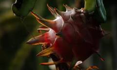 Dragon Fruit: ઘરમાં ખૂબ સરળતાથી ઉગાડી શકો છો ડ્રેગન ફ્રૂટ, રૂપિયાની થશે બચત