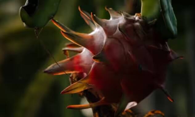 આજના સમયમાં અનેક પ્રકારની બીમારીઓ ફેલાઈ રહી છે. જેના કારણે ડોક્ટરો વિટામિન્સ, એન્ટીઓક્સીડેન્ટ્સ, પ્રોટીન વગેરેનું યોગ્ય માત્રામાં સેવન કરવાની સલાહ આપે છે. ડ્રેગન ફ્રૂટ એન્ટીઑકિસડન્ટ, વિટામિન સી, વિટામિન બી, પ્રોટીન અને કાર્બોહાઇડ્રેટ્સ પ્રદાન કરે છે. તે સ્વાસ્થ્ય માટે ખૂબ જ ફાયદાકારક છે.