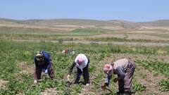 इस दिन आ जाएगा पीएम किसान योजना का पैसा, इन किसानों को नहीं मिल सकेगा फायदा