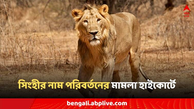 Lioness name change case came up in the High Court order to keep the new name Jalpaiguri Lioness Name Change: সিংহীর নাম বদলের মামলা উঠল হাইকোর্টে, নতুন নাম রাখার নির্দেশ
