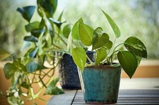 Vastu Tips for Money Plant: શું મની પ્લાન્ટને ચોરીને ઘરમાં લગાવવો જોઇએ?  જાણો આ માન્યતા વિશે શું કહે છે  વાસ્તુ