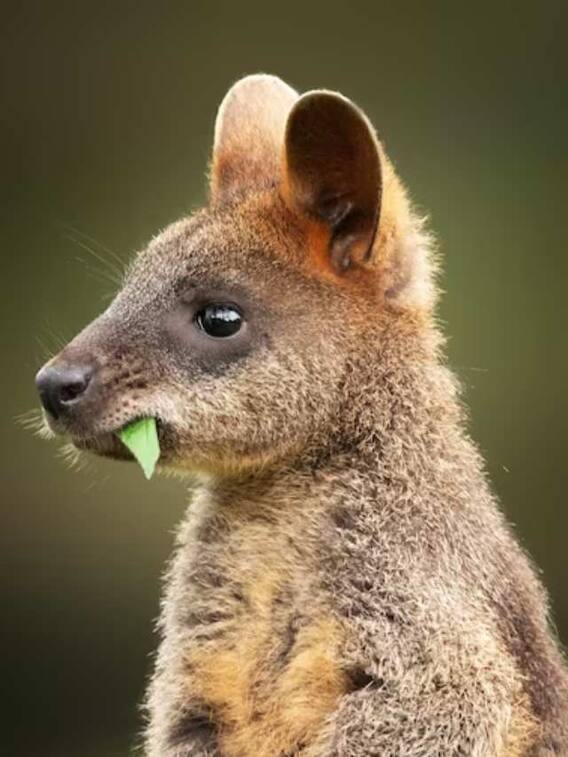 ਆਹ ਜਾਨਵਰ ਹਰ ਵੇਲੇ ਰਹਿੰਦਾ ਪ੍ਰੈਗਨੈਂਟ, ਜਾਣੋ ਇਸ ਬਾਰੇ