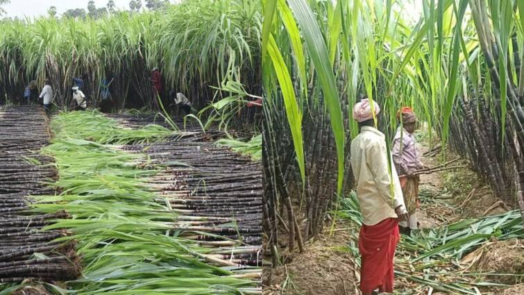 central govts Cabinet approves hike in sugarcane procurement price to Rs 340 per quintal for 2024-25 season Sugarcane procurement price: கரும்பு விவசாயிகளுக்கு சர்ப்ரைஸ்..! கொள்முதல் விலை ரூ.340 ஆக அதிகரிப்பு - மத்திய அரசு