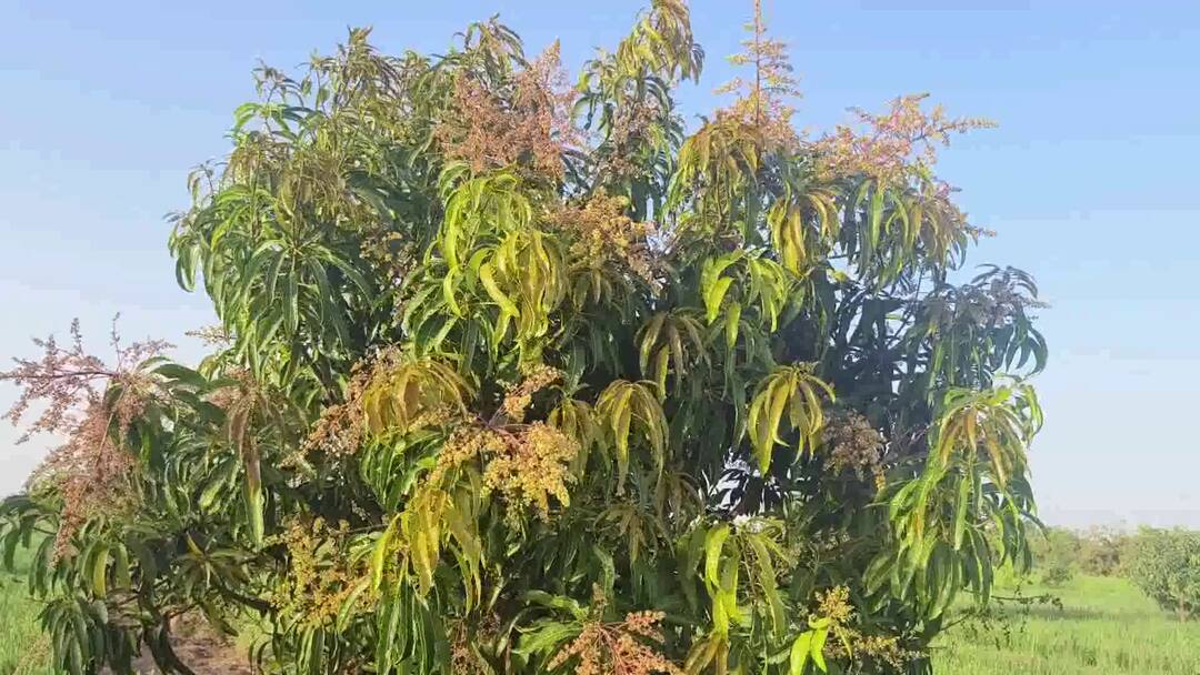 બેવડી ઋતુને કારણે કેરી પકવતા ખેડૂતોની માઠી દશા બેઠી, કેસર કેરીનો સ્વાદ મોંઘો પડે તેવા અણસાર Due to the double season, farmers who ripen mangoes fear loss, the taste of kesar mangoes becomes expensive બેવડી ઋતુને કારણે કેરી પકવતા ખેડૂતોની માઠી દશા બેઠી, કેસર કેરીનો સ્વાદ મોંઘો પડે તેવા અણસાર