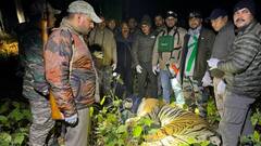 वन विभाग के अधिकारियों ने आदमखोर बाघ को पकड़ा, अब तक चार महिलाओं की ले चुका है जान
