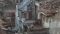 राजस्थान: उदयपुर में गांव में घुसा तेंदुआ, दो घंटे तक मचाया आतंक, पांच लोगों को किया घायल