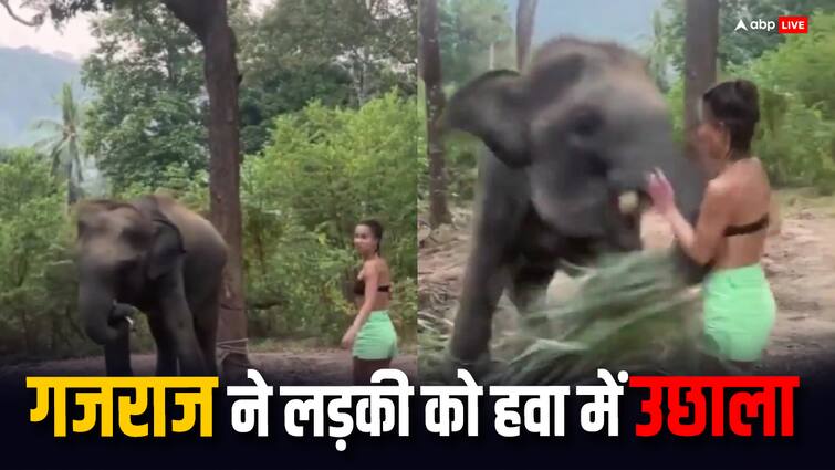 elephant attacked on girl in forest shocking video goes viral on social media watch the video trending हाथी से दोस्ती करना लड़की को पड़ा भारी, गजराज ने हवा में उछाला...फिर किया ये